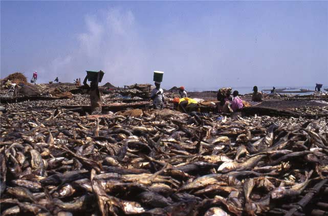 Nigerian fish market sun-dried fish