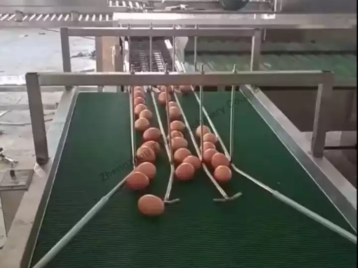 Egg elevator